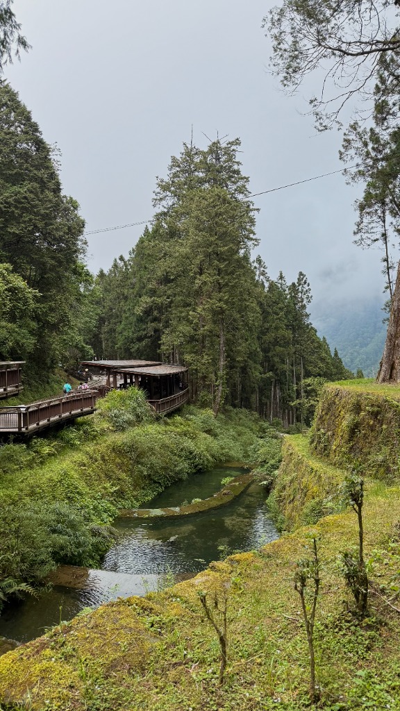 Forêt de cyprès Hinoki et ruisseau dans le parc national d'Alishan