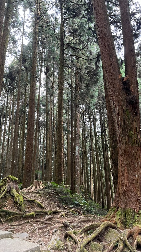 Forêt de cyprès Hinoki millénaires avec leurs racines apparentes sur le Giant Trees Trail à Alishan