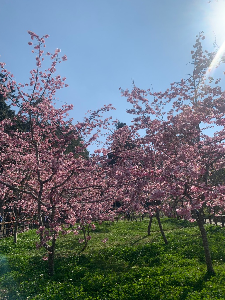 Cerisiers en fleurs roses à Alishan, Taiwan