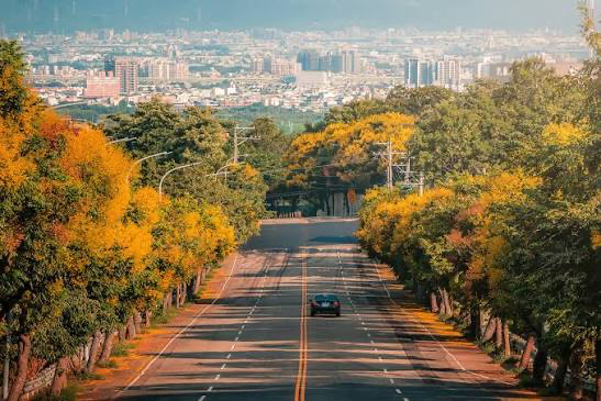 Route dorée bordée d'arbres d'automne et vue sur Taichung