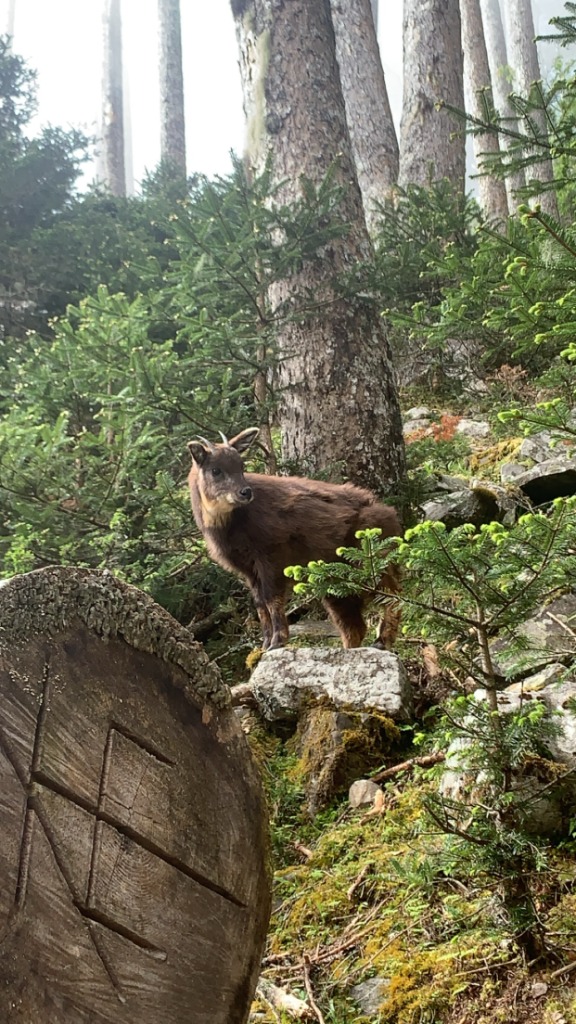 Un petit chamois taïwanais (serow) posé sur un rocher moussu dans la Forêt Noire de Xueshan, entouré de sapins