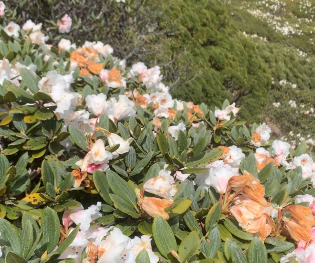 Buissons de rhododendrons blancs et orangés en fleurs sur le chemin d'accès au sommet de Xueshan